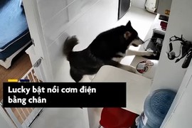 Video: Chú chó husky biết nấu cơm, làm việc nhà