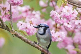 Sinh tháng Âm lịch này đón năm Quý Mão tốt lành, quý nhân phù trợ