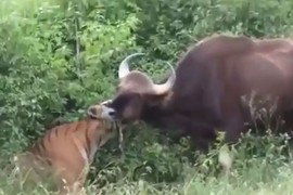 Video: Màn săn bò tót “siêu tốc” của hổ Sumatra 