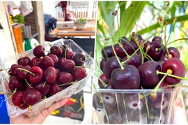 Cherry nhập khẩu rớt giá quá nửa, bà nội trợ đua nhau mua