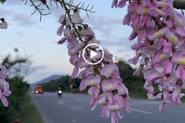 Video: Hoa đậu anh đào nở rực dọc tuyến đường Nha Trang - Đà Lạt