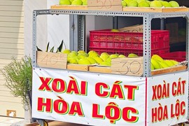 Xoài cát Hòa Lộc giá rẻ chưa từng có