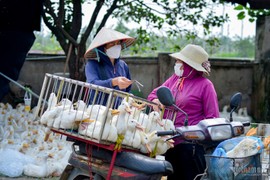 Nỗi buồn nông dân: Giá nông sản giảm, nguyên liệu đầu vào tăng 