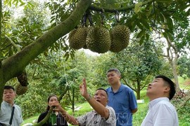 Vùng đất ở Lâm Đồng, dân hái sầu riêng ví như "quả tiền tỷ" 