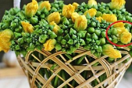 Loại rau quen thuộc giúp giảm đau đầu nhanh gấp tỷ lần thuốc