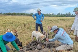 Xem bắt chuột đồng, câu cá, ngắm kho đồ cổ ở Long An