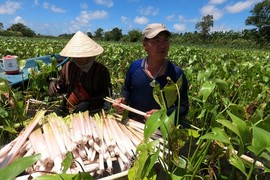 Loại rau dại chẳng chăm mà vẫn tự lớn, bán được giá cao