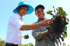 Nông dân trồng thứ cây ra quả gọi là củ, cho lãi gấp đôi