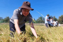 Trồng lúa mùa nổi, nông dân Long An bán giá cao vẫn đắt hàng