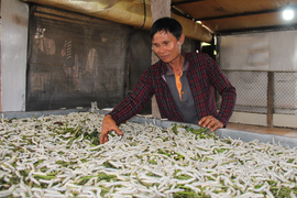 Trồng dâu, nuôi tằm trên cao nguyên, thu 1 tỷ đồng/năm