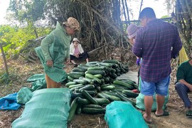 Nông dân Quảng Nam lao đao với bí đao