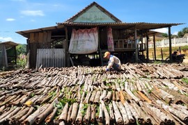 Cây thơm phức dân một xã ở Bình Định trồng bóc vỏ bán 