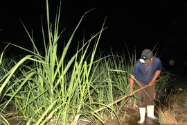 Nắng hạn kéo dài, nông dân Ninh Thuận xuyên đêm dẫn nước cứu mía