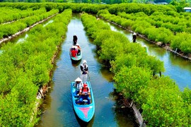 Khám phá rừng ngập mặn Bàu Cá Cái ở Quảng Ngãi 