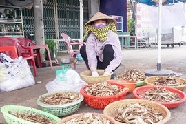 Loại đặc sản mọc tua tủa sau mưa, dân soi đèn cả đêm hái bán