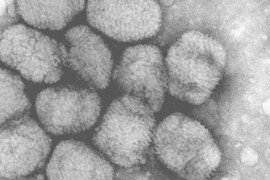 Gọi virus khổng lồ 30.000 tuổi dậy “đón mặt trời“