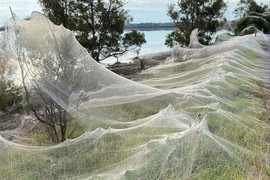 Mạng nhện bao trùm nông thôn Australia