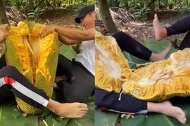 Video: Hai thanh niên hợp sức mới tách đôi được trái mít khổng lồ