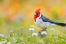 Sinh tháng Âm lịch này không bon chen, sống an nhàn