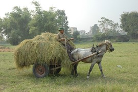 Sức kéo của ngựa  