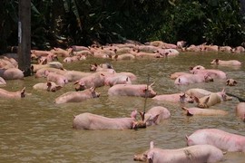 Hàng trăm con lợn ngụp lặn trong ao vì xe chở lật