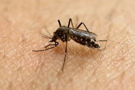 Phát hiện thêm các ca nhiễm Zika ở Phillipines