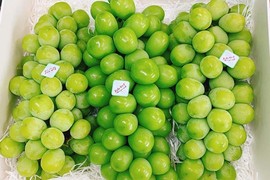 Nho sữa Hàn Quốc 1,2 triệu/kg, mỗi tuần nhập 3 tấn không đủ bán