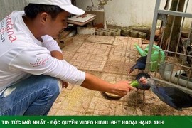 Nuôi loài chim dữ tợn, biết giữ nhà như chó, mỗi con bán được cả triệu đồng