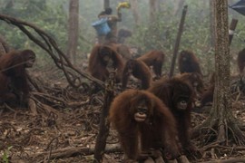 Đười ươi Indonesia tràn xuống phố vì... khói mù