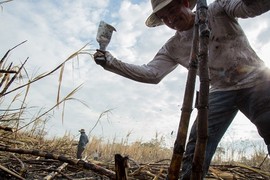 Cuộc sống khốn khó của công nhân chặt mía  El Salvador 