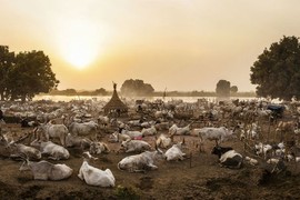 Cuộc sống với đàn bò của bộ lạc Mundari ở Nam Sudan