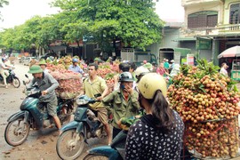 Mưa nắng thất thường, "lệ chi" không được mùa, giá bán tăng chót vót