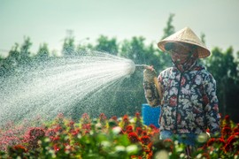 Làng hoa Sài Gòn tất bật những ngày giáp Tết Canh Tý 2020