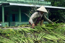 "Nuôi” lục bình, chuyện lạ đời nhưng không mới ở miền Tây