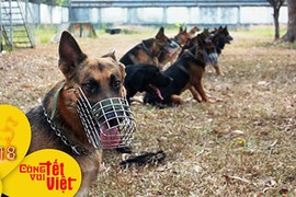 Video: Năm Tuất, ghé thăm đội đặc nhiệm quân khuyển 