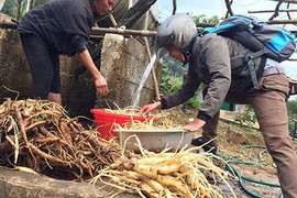 Một thời khó tin: Bao tải sâm Ngọc Linh đổi 1 chiếc áo 