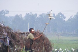 Nghệ An: Rùng mình, chim trời bị khâu mắt, vặt lông sống giữa đồng