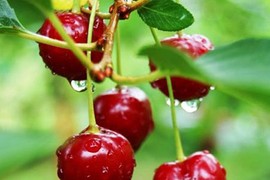 Học cách trồng cherry trong chậu, mỗi ngày thu 300 quả