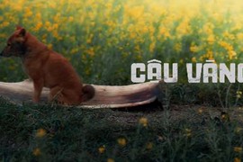 Phim “Cậu Vàng“: Chọn chó Nhật hay chó ta... có nên tranh cãi?