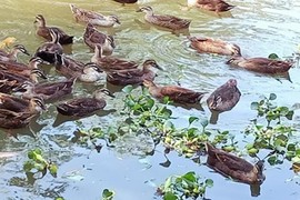 Loài sáng bay đi tối lại bay về, ở Việt Nam có người nuôi lãi trăm triệu