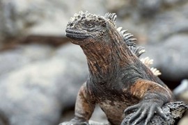 Kỳ nhông biển: Những con thằn lằn có vẻ ngoài giống Godzilla