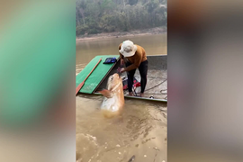 Video: Ngư dân vật lộn, lôi con cá “khủng” nặng 135 kg lên thuyền