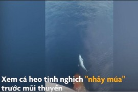 Video: Cá heo "nhảy múa" trước mũi thuyền du khách