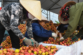 Thu hoạch rộ 6 triệu tấn trái cây, lại nỗi lo ùn tắc cửa khẩu