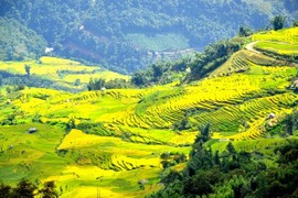 “Mùa vàng” nơi con sông Hồng chảy vào đất Việt