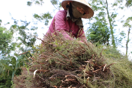 Cây mọc hoang thành hàng hóa được giá, dân kiếm bộn tiền