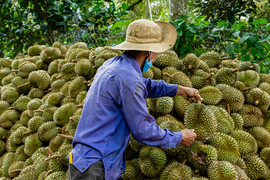 Một năm hiếm có, nông dân thu hàng chục nghìn tỷ từ sầu riêng