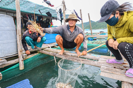 Nguyên nhân tôm hùm bông ở Khánh Hòa chết hàng loạt