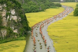 Hè về, du khách xuôi dòng Ngô Đồng ngắm sắc lúa chín vàng