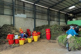 Giá cau tươi tăng kỷ lục, nông dân thu hàng tỷ đồng mỗi vụ